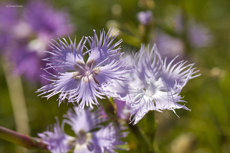 Dianthus monspessulanus
